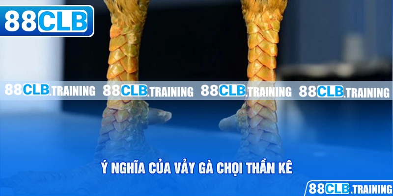 Ý nghĩa của vảy gà chọi
